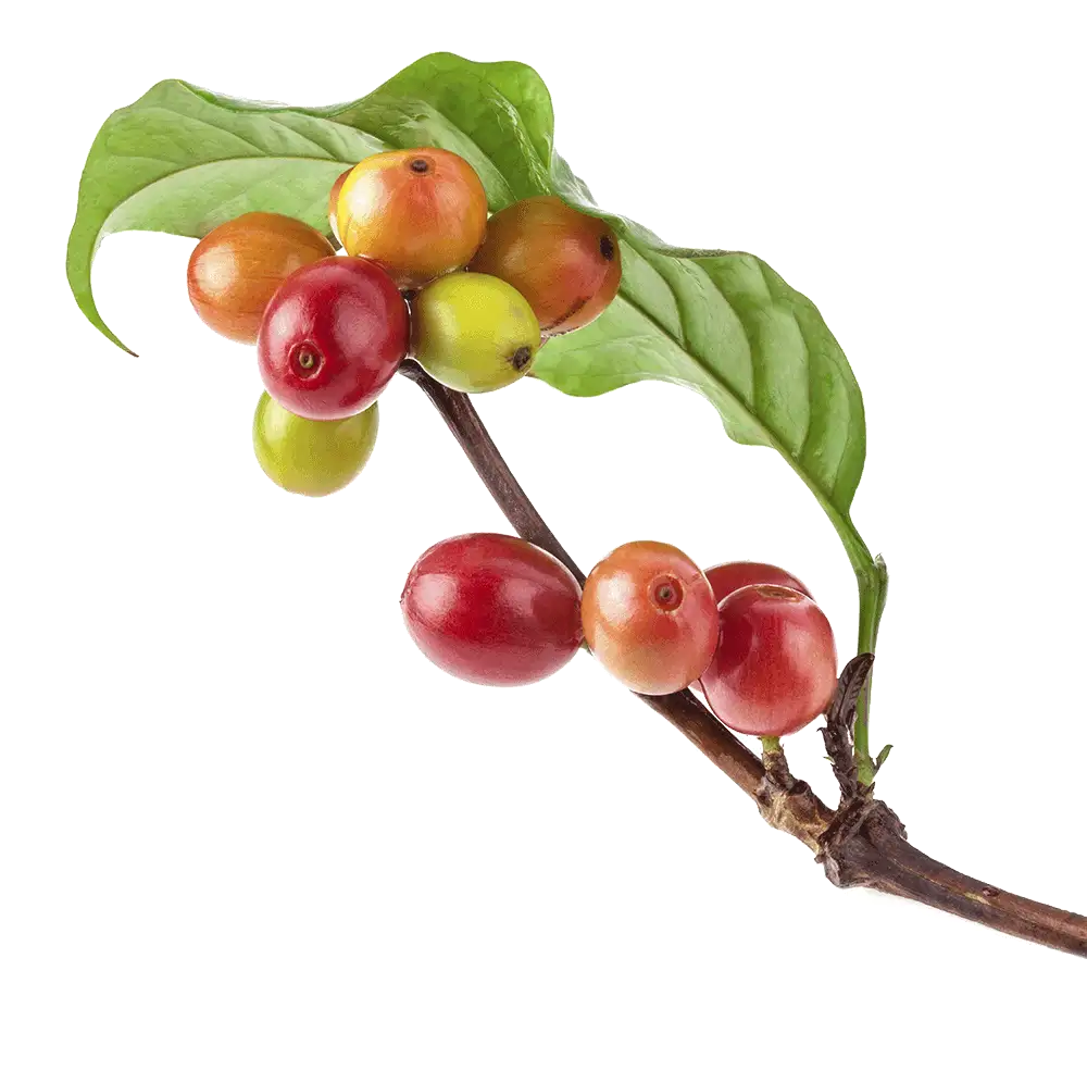 coffee-beans-Arabica